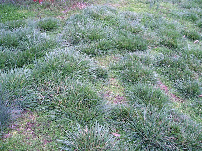 Can I cut my grass in the winter?