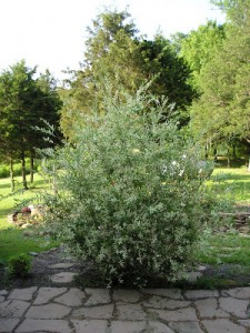 Japanese-Dappled-Willow shrub propagation