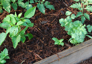 Mulching The Vegetable Garden Growing The Home Garden