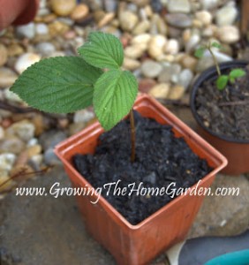 Rooted-Cutting-Shasta-Viburnum-Viburnum-plicatum-f.-tomentosum-plant propagation