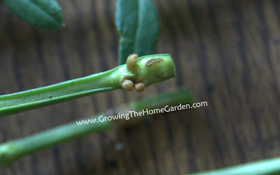 Aerial-roots-of-winter-jasmine-7-2011-1.jpg