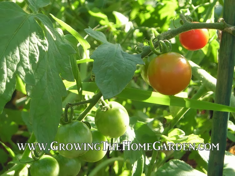 Beginners: Elements of a Sustainable Plan - Growing The Home Garden