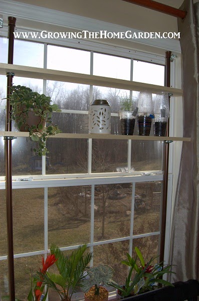 A Window Garden With Shelves Growing, Indoor Window Garden Shelves