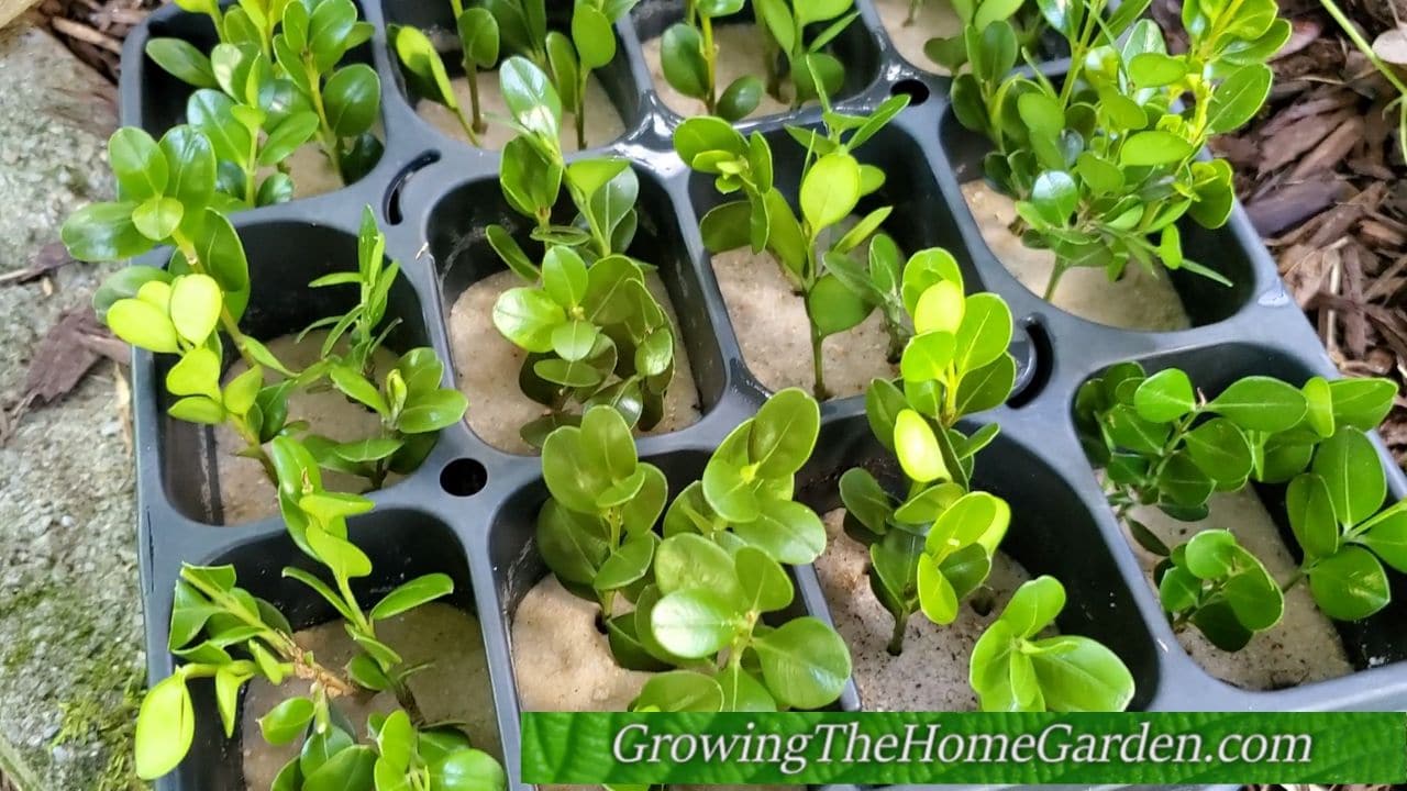 How To Propagate Boxwoods From Cuttings Growing The Home Garden