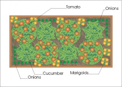 companion planting garden layouts