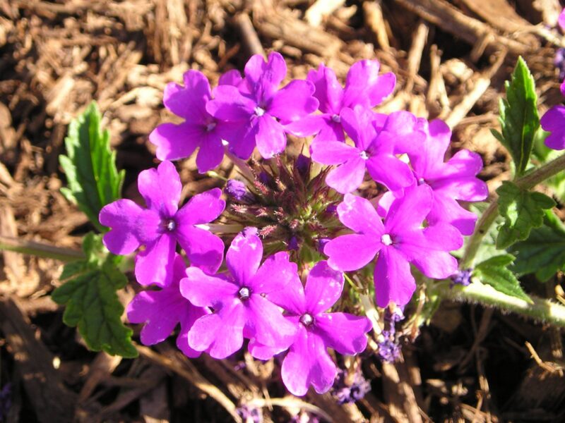 Homestead Purple Verbena A Beautiful Flowering Groundcover For Your   Homestead Purple Verbena 01 E1607608628254 