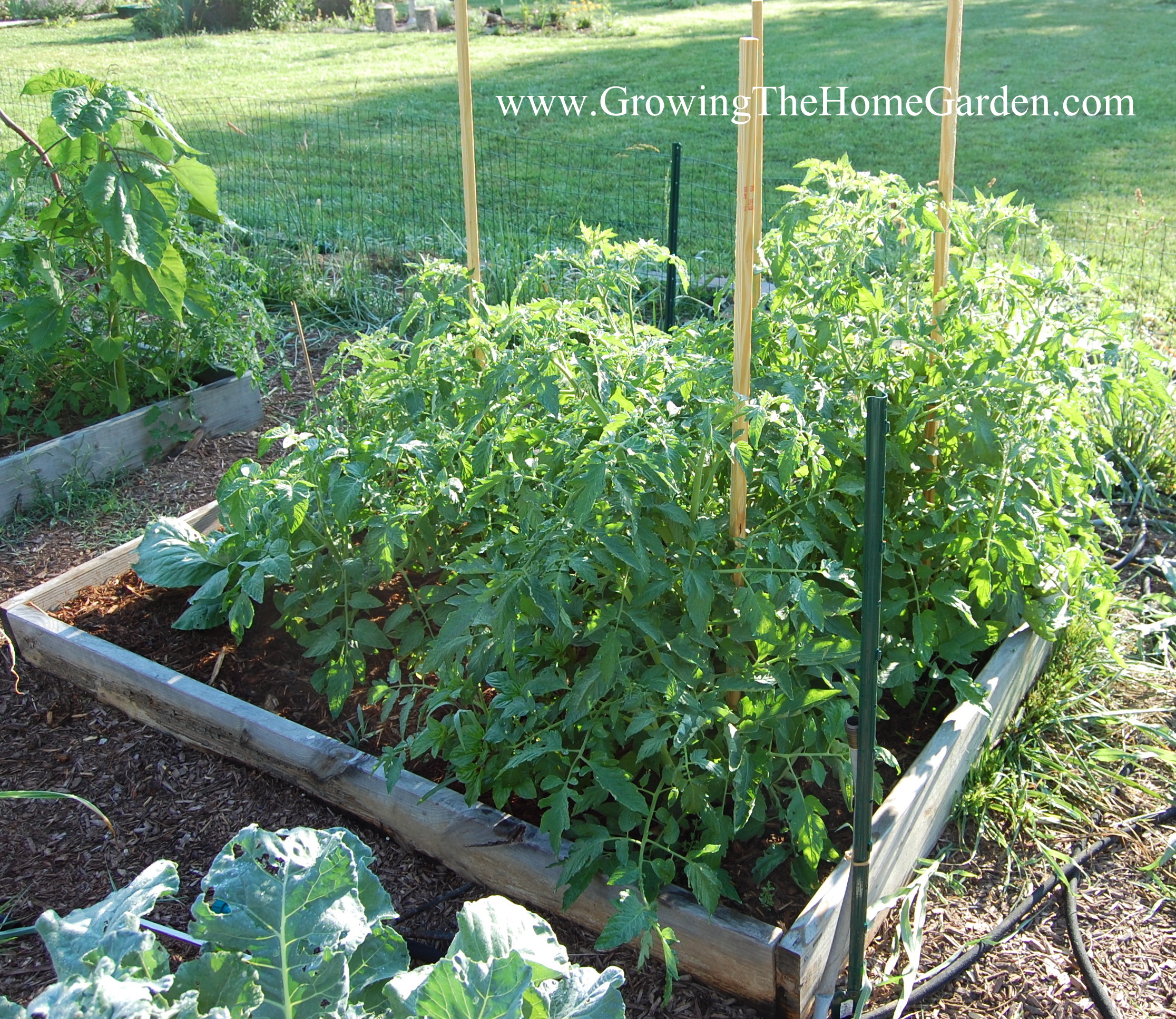 vegetable garden layout