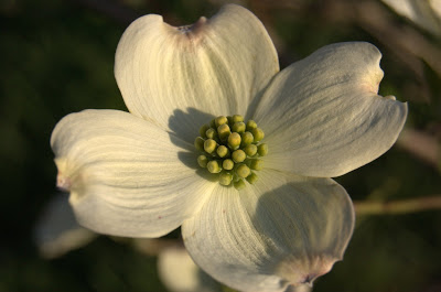 Cornus Florida at Sunset - Growing The Home Garden