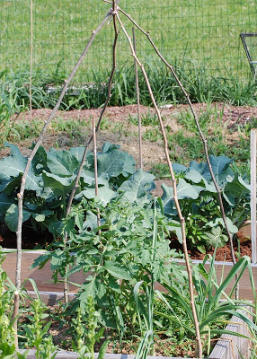 An Inexpensive Homemade Tomato Cage - Growing The Home Garden
