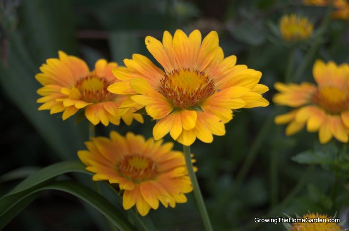 Propagating gaillardia best sale