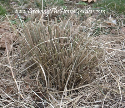 Cutting Back Miscanthus In The Spring Growing The Home Garden