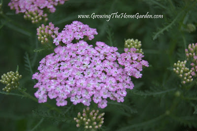 Achillea m. 'Pink Grapefruit' (yarrow)