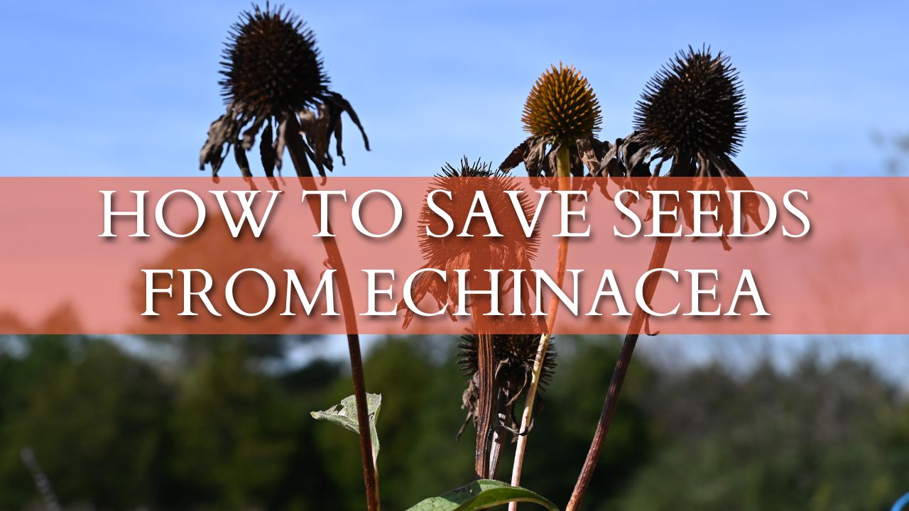How to Save Seeds of Echinacea (Coneflower) - Growing The Home Garden