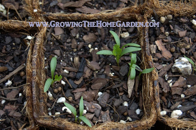 cilantro seedlings photos
