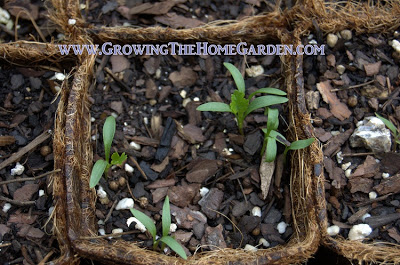 leggy cilantro seedlings