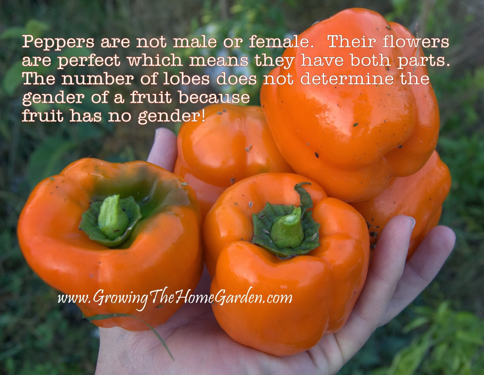 On Pepper Plants And Gender Growing The Home Garden   Peppers And Their Gender 10 2012 1 