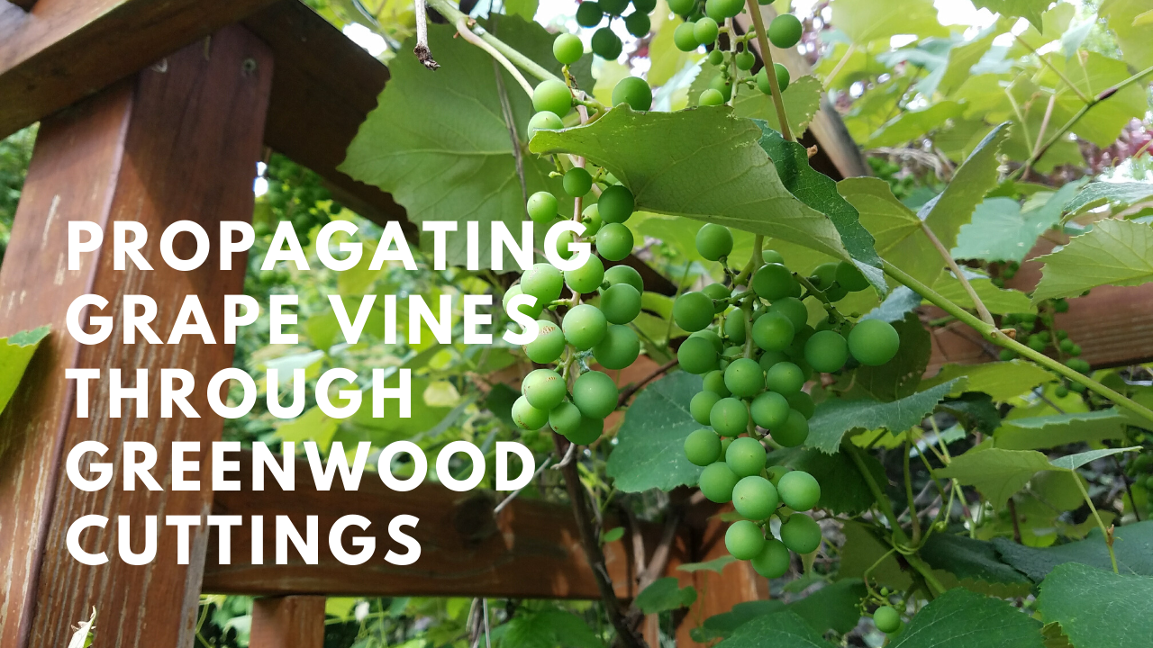 How to Propagate Grape Vines through Greenwood Cuttings - Growing The ...