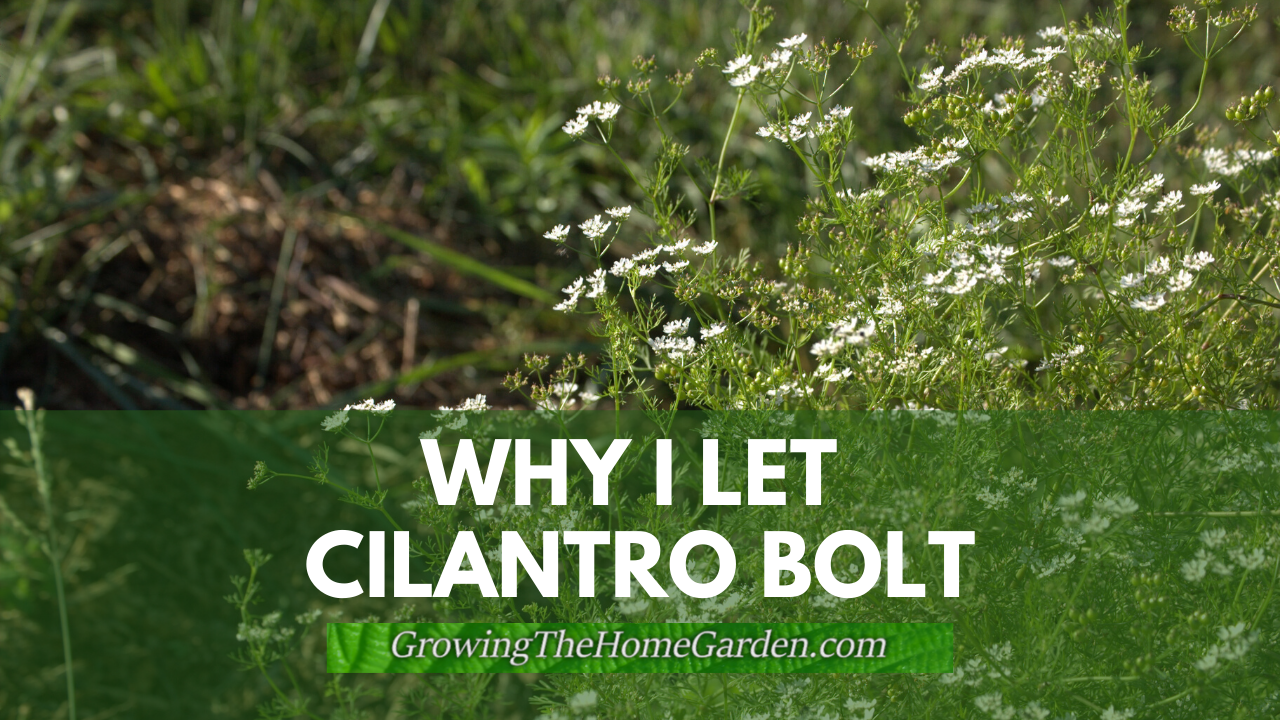 why-i-let-cilantro-bolt-and-you-should-too-growing-the-home-garden