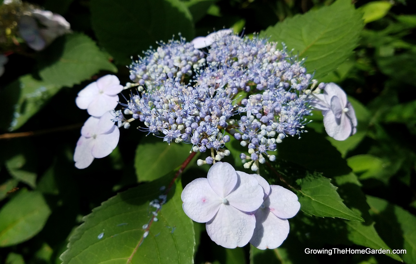 Hydrangea Propagation (Natural Layering) - Growing The Home Garden