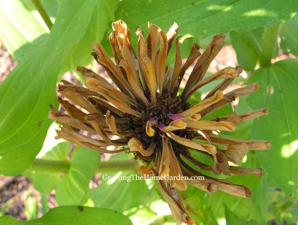 Do Zinnias Self Seed Uk - How to Harvest and Save Zinnia Seeds