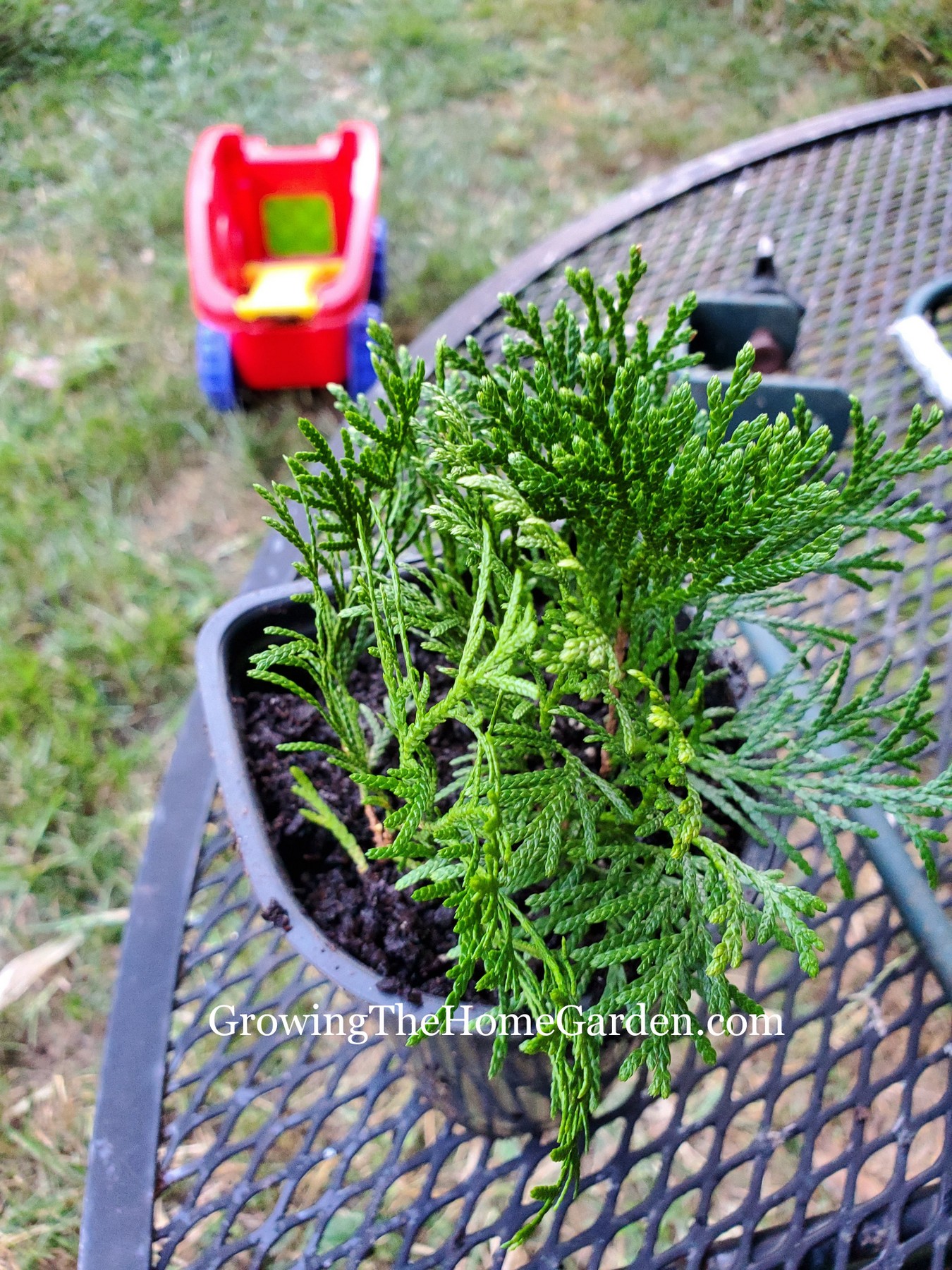 Propagating Arborvitae from Cuttings – Growing The Home Garden