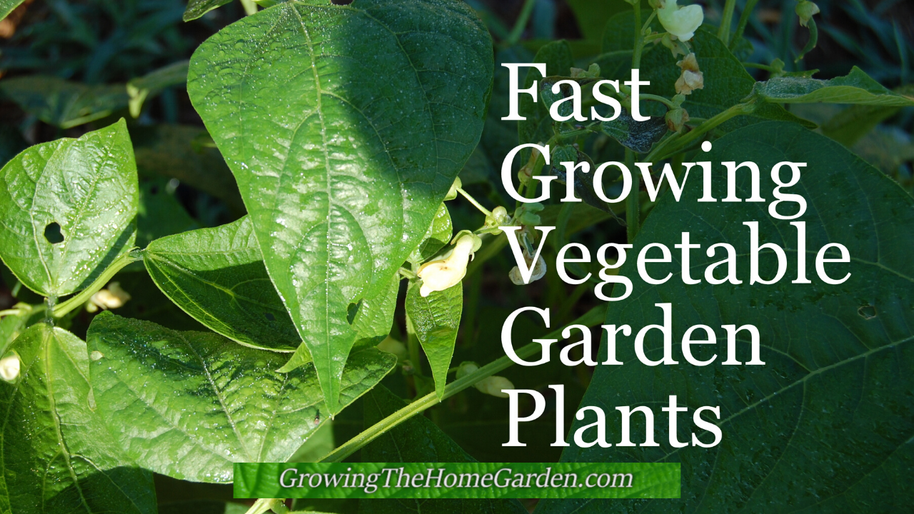 Fast Growing Vegetable Garden Plants - Growing The Home Garden