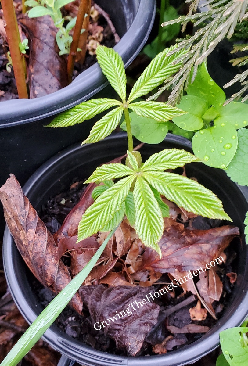 Growing Buckeye from Seed (Aesculus pavia) – Growing The Home Garden