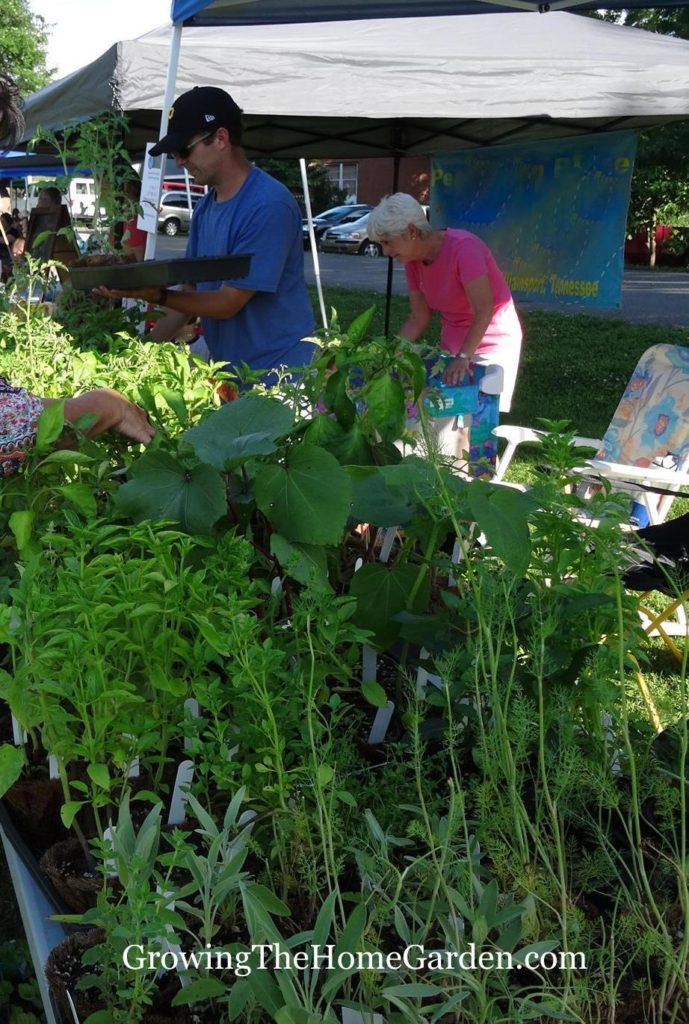 Selling Plants at a Farmers Market Growing The Home Garden