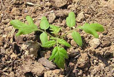 Do Tomatoes Grow On Trees Or Plants - What Do Tomatoes Grow On