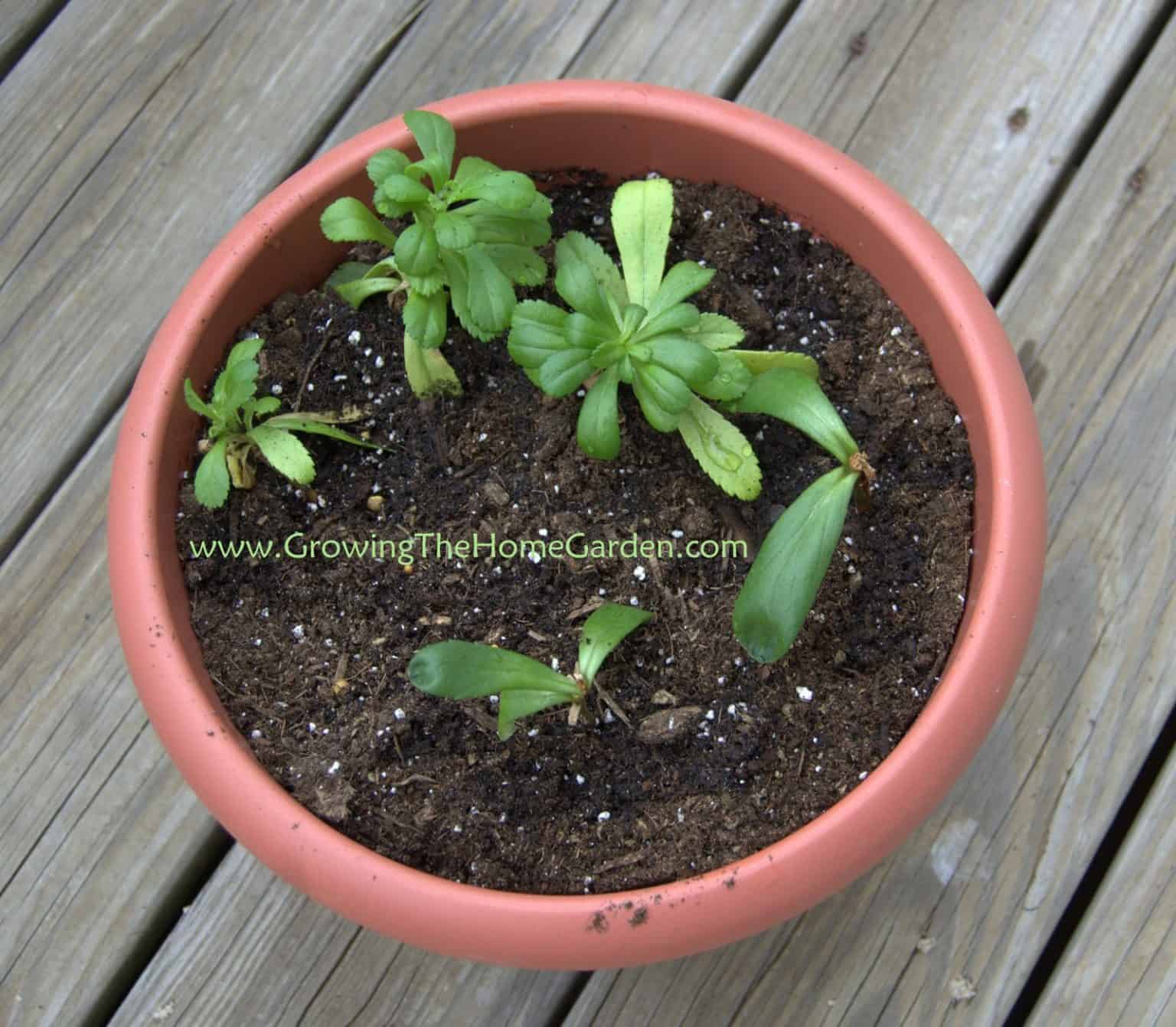 How to Propagate Montauk Daisy Growing The Home Garden