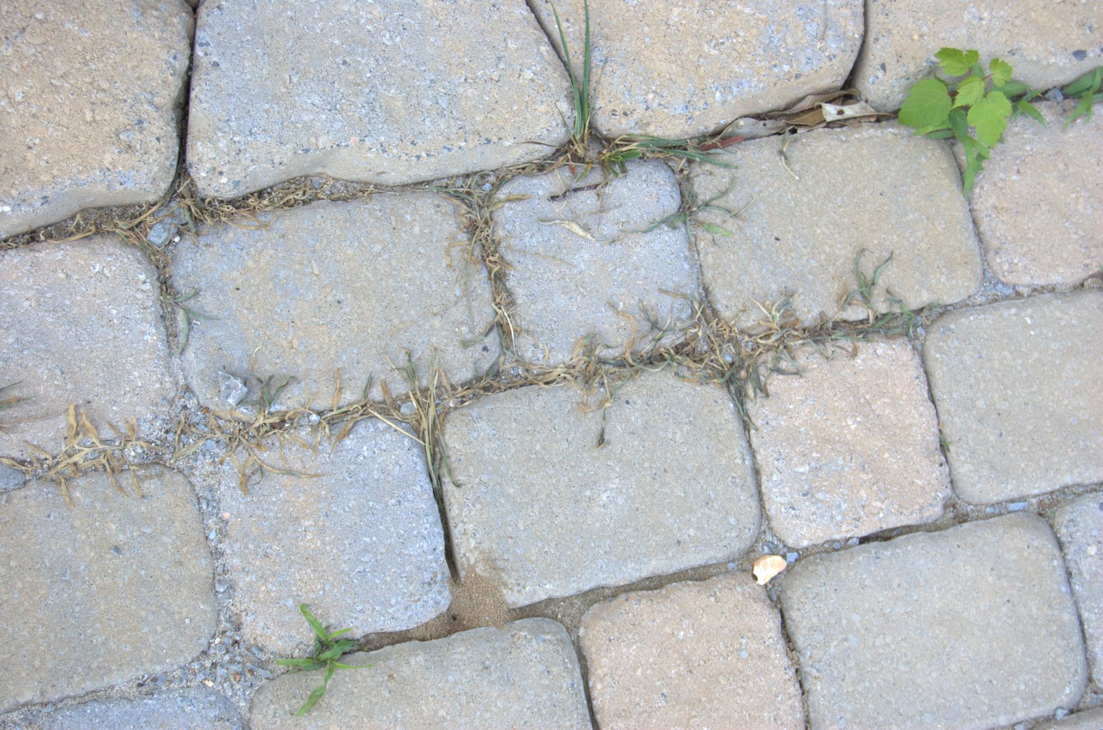 How to Kill Weeds Between Paving Stones without Chemicals! Growing