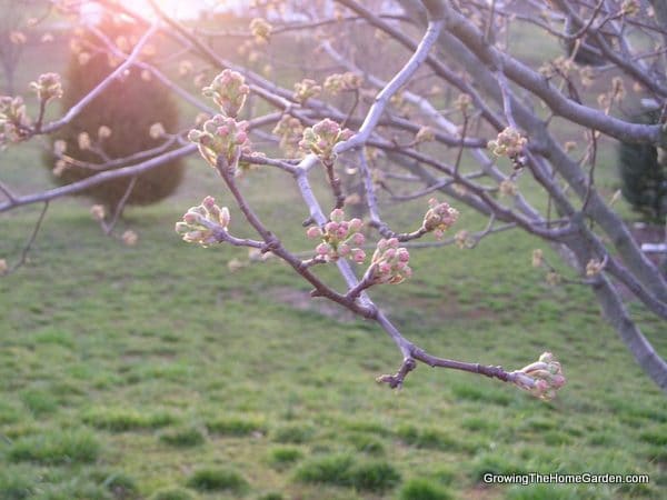 Why You Shouldn T Plant A Bradford Pear Tree In Your Landscape