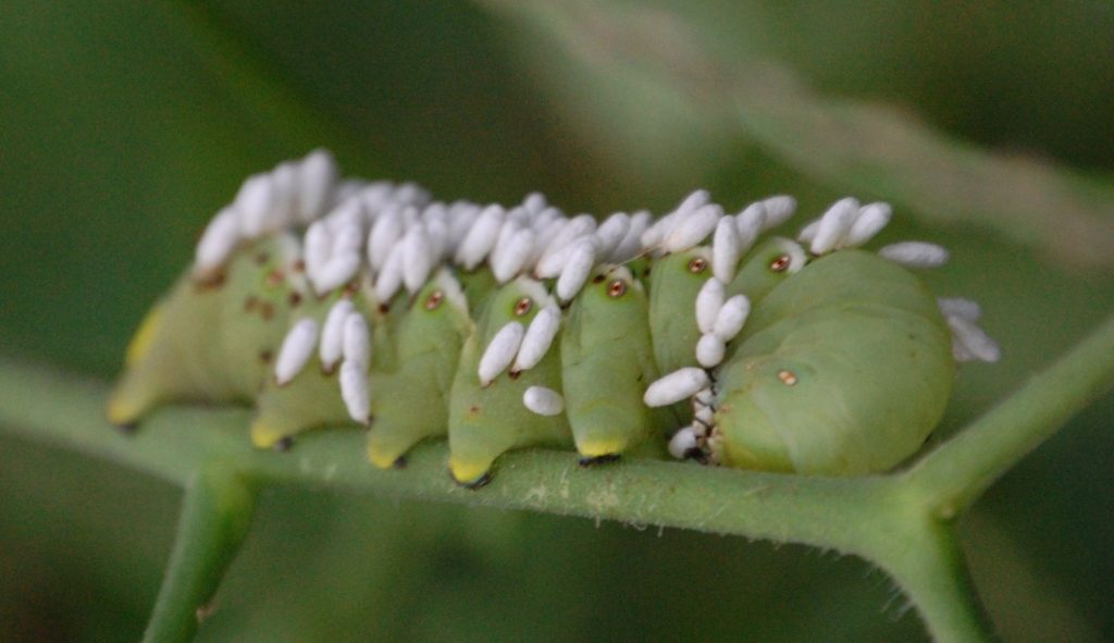 download hornworm larvae