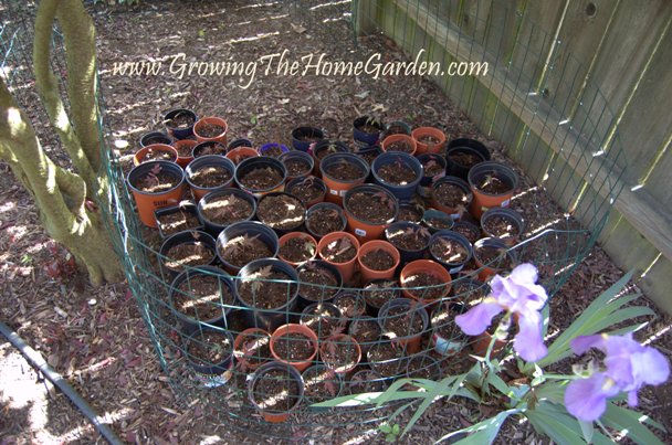 maple seedlings