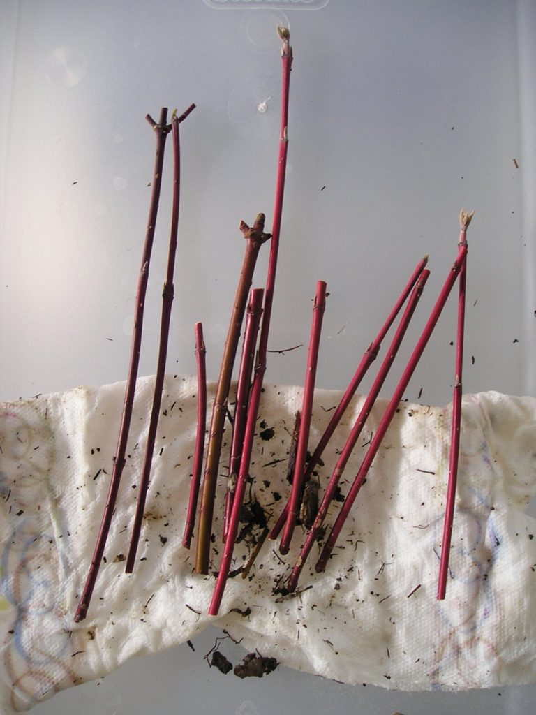 Making More Red Twig Dogwoods (Cornus stolinifera) - Growing The Home