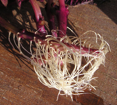 8 Popular Plant Propagation Posts! - Growing The Home Garden
