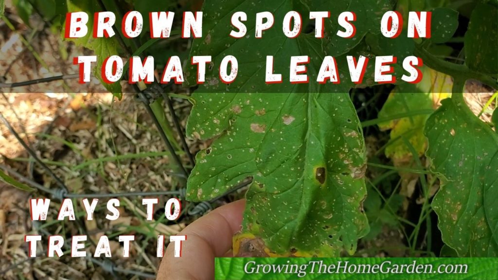 brown spots on tomato leaves Growing The Home Garden