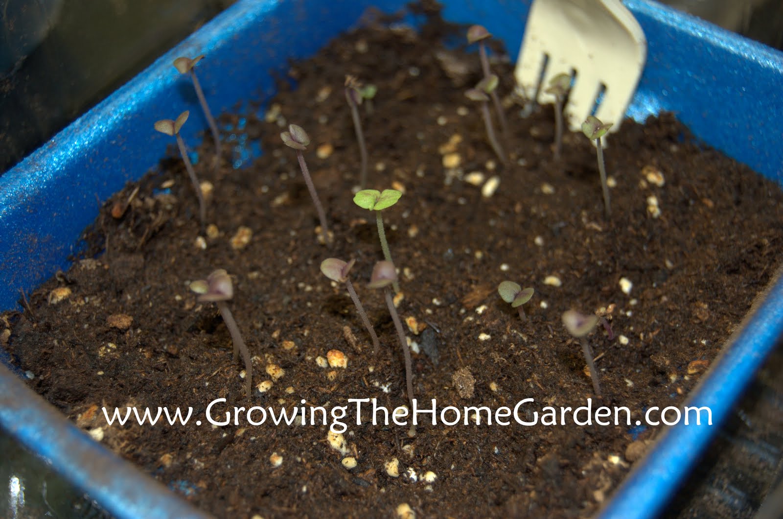 Starting Seeds For Basil And Pepper In Peat Pellets - Growing The Home ...