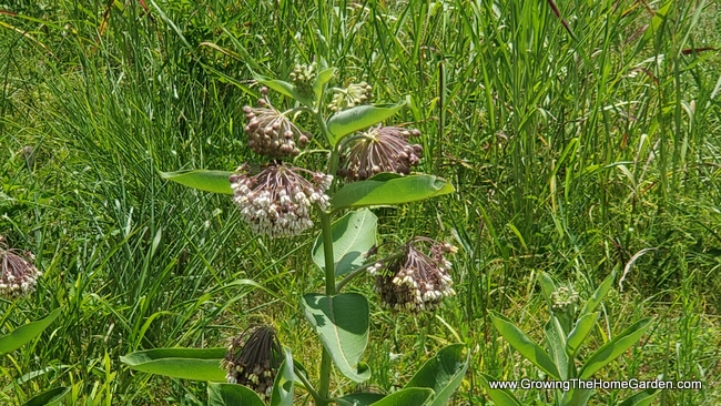 3 Milkweeds To Plant In The Home Garden To Help Pollinators - Growing ...