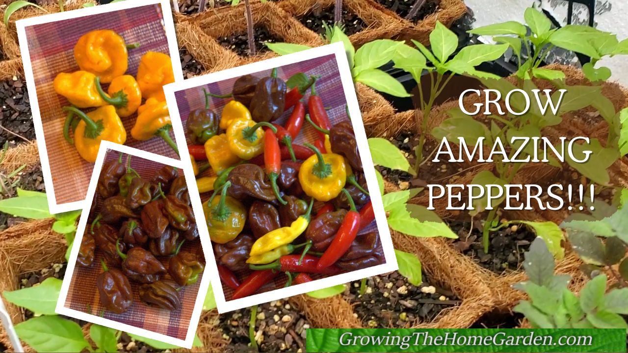 Growing peppers