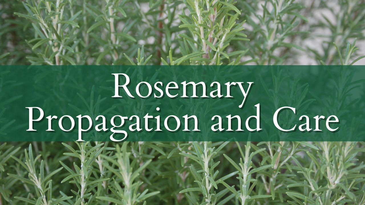 how-to-propagate-rosemary-a-complete-guide-growing-the-home-garden