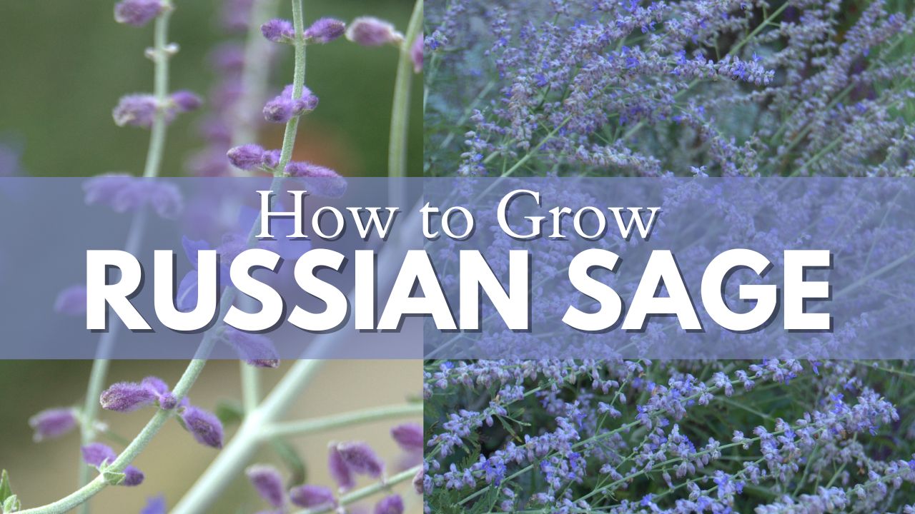 How to Grow Russian Sage - from Planting to Propagation - Growing The ...