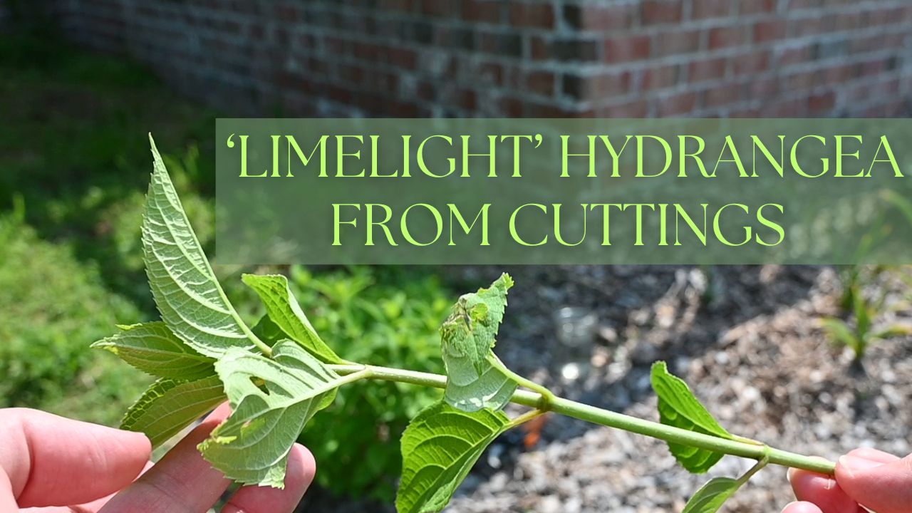 How to Propagate 'Limelight' and other Panicle Hydrangeas - Growing The ...