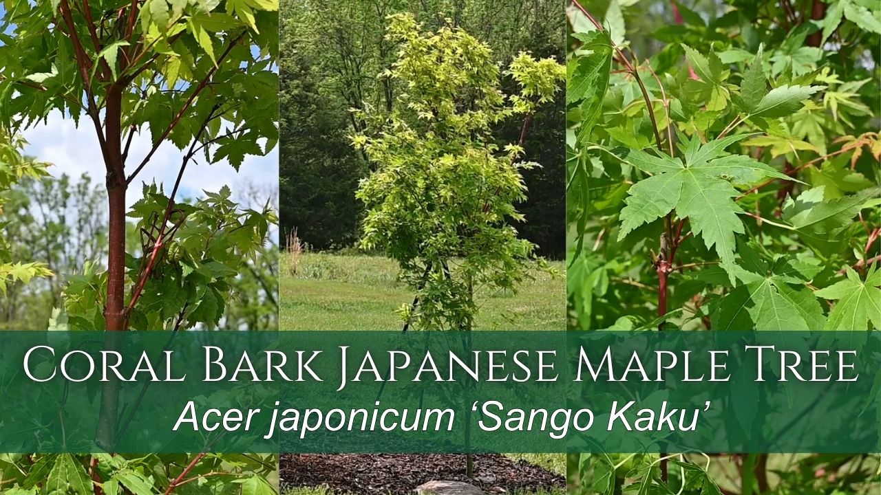 Coral Bark Japanese Maple - Overview of the 'Sango Kaku' Maple ...